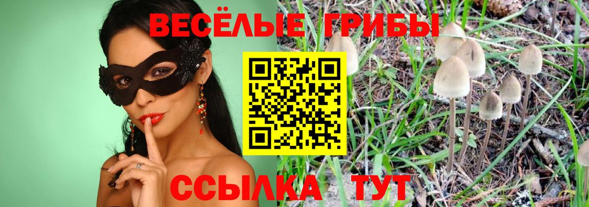 Сухой Лог  Псилоцибиновые грибы Psilocybe  Вход с VPN 